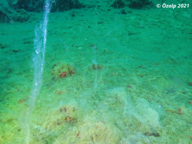 Fotoğraf: Barış Özalp (Yalancı dip-falsebenthos)